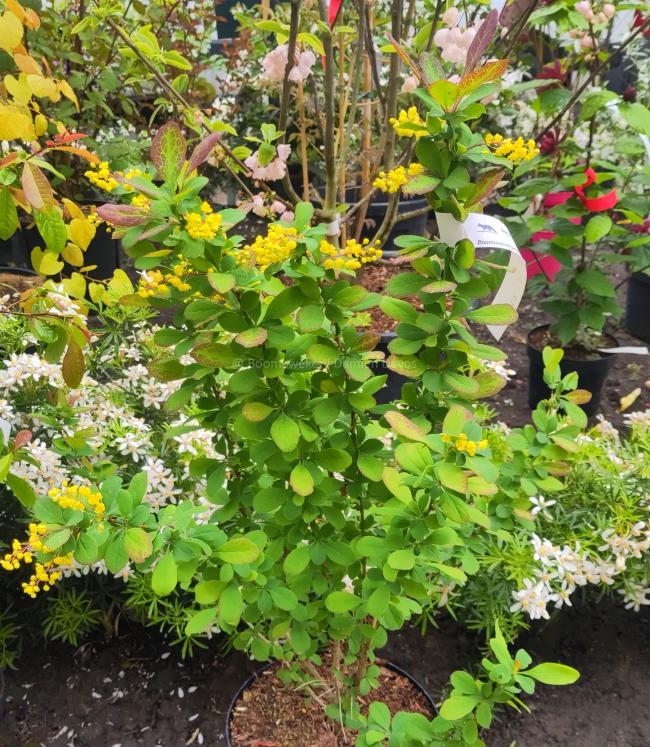 Berberis 'Georgei'