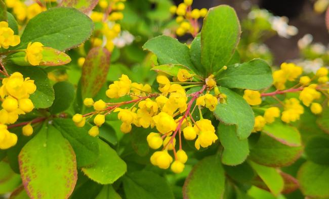 Berberis 'Georgei'