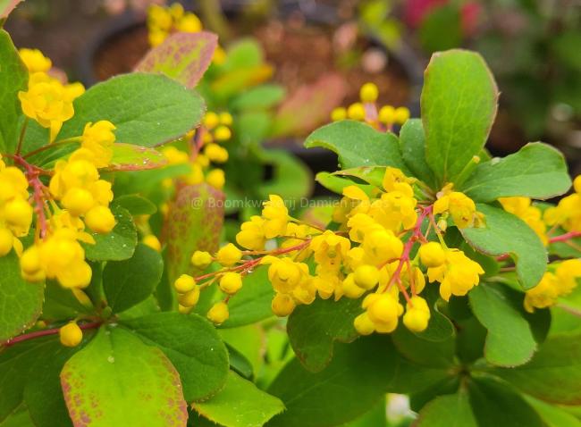 Berberis 'Georgei'