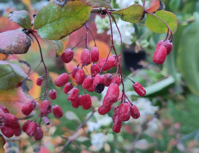 Berberis 'Georgei'