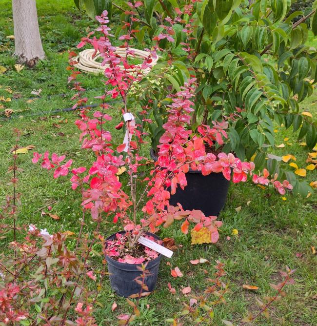 Berberis 'Georgei'