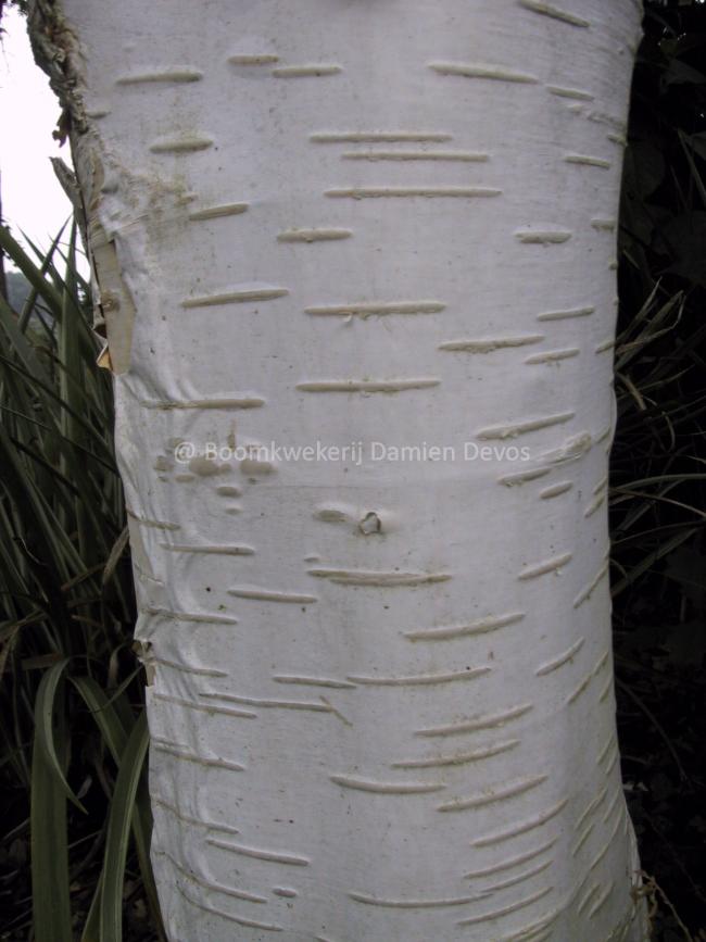 Betula utilis subsp. jacquemontii