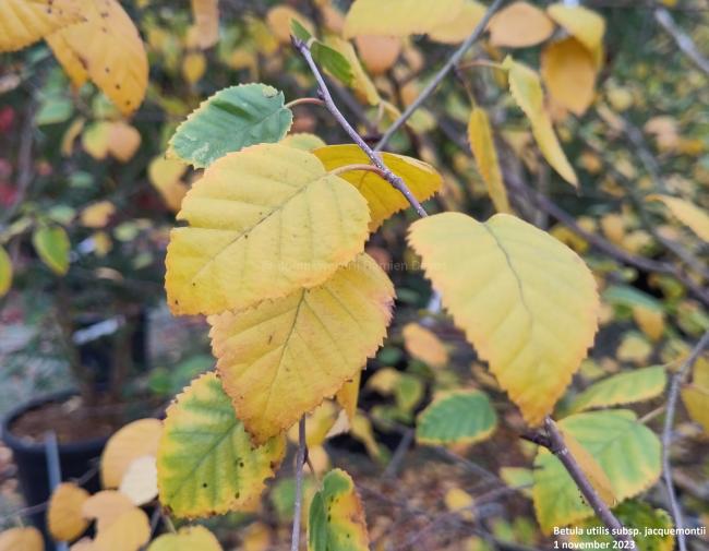 Betula utilis subsp. jacquemontii