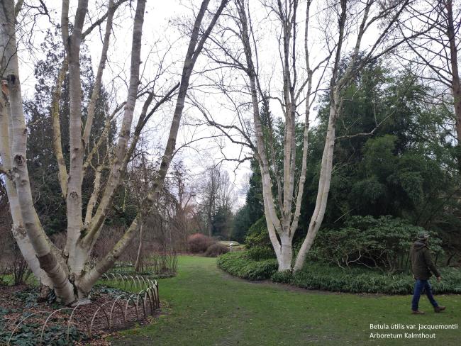 Betula utilis subsp. jacquemontii