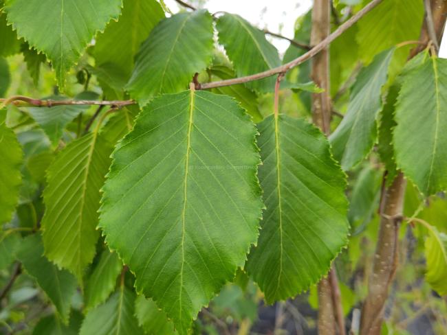 Betula utilis 'Silver Shadow'