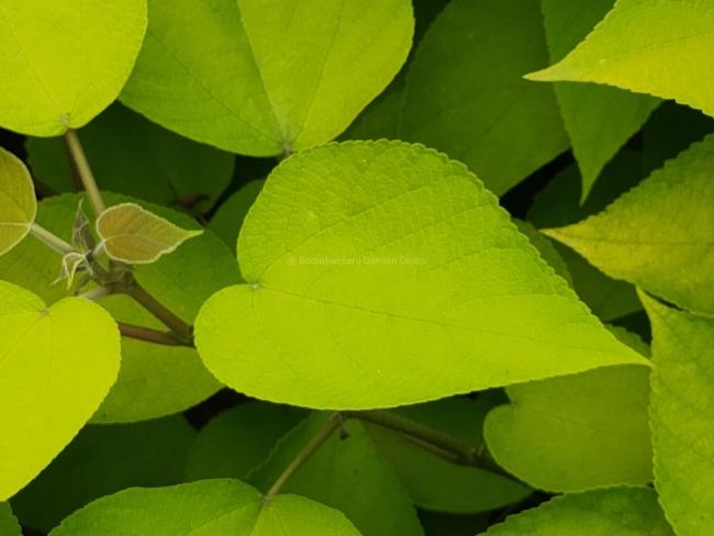 Broussonetia papyrifera 'Golden Shadow'