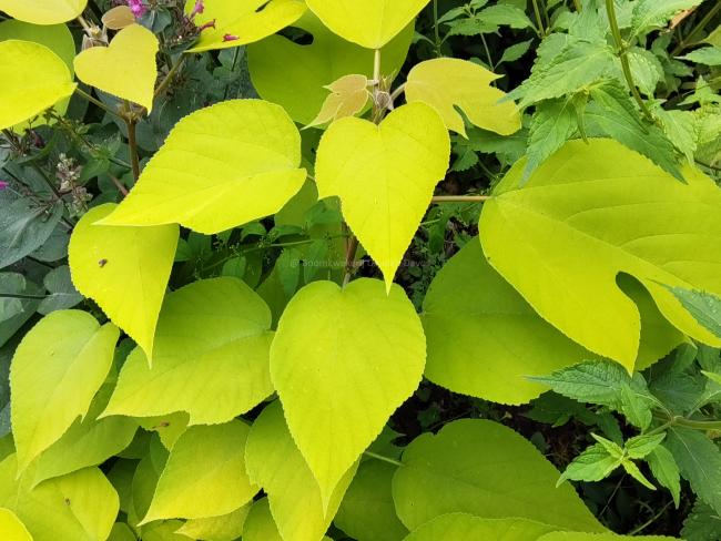 Broussonetia papyrifera 'Golden Shadow'