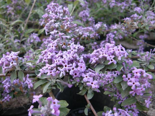 Buddleja alternifolia 'Argentea'