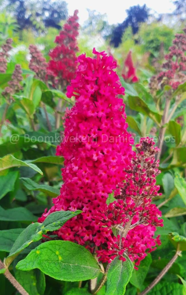 Buddleja davidii 'Butterfly Candy Little Ruby' (PRB)
