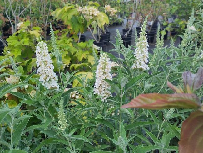 Buddleja davidii 'Buzz Ivory'