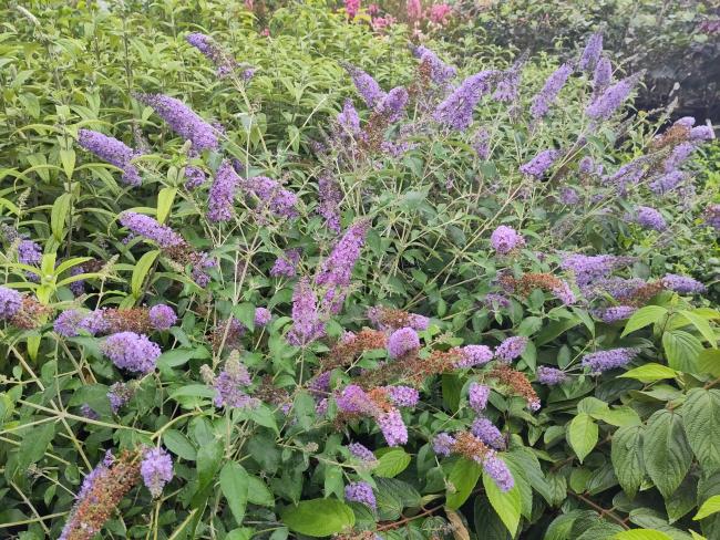 Buddleja 'Lochinch'