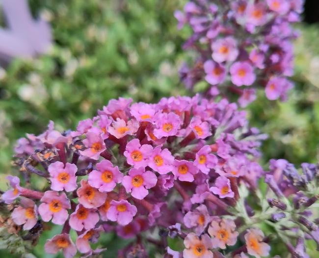 Buddleja weyeriana 'Flower Power' ®