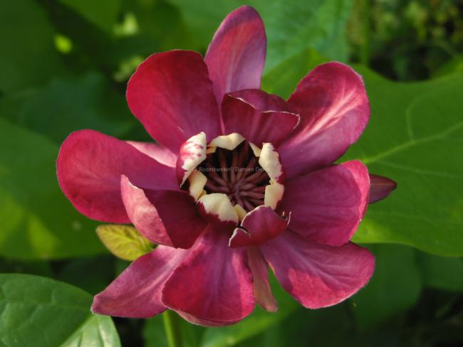 Calycanthus 'Aphrodite' ®