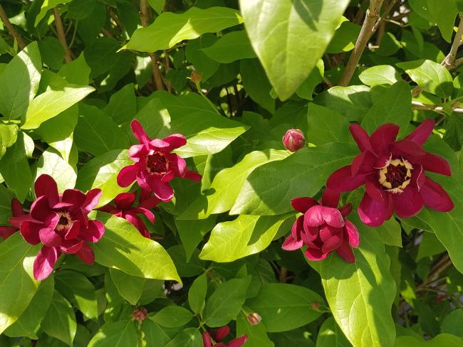 Calycanthus 'Aphrodite' ®