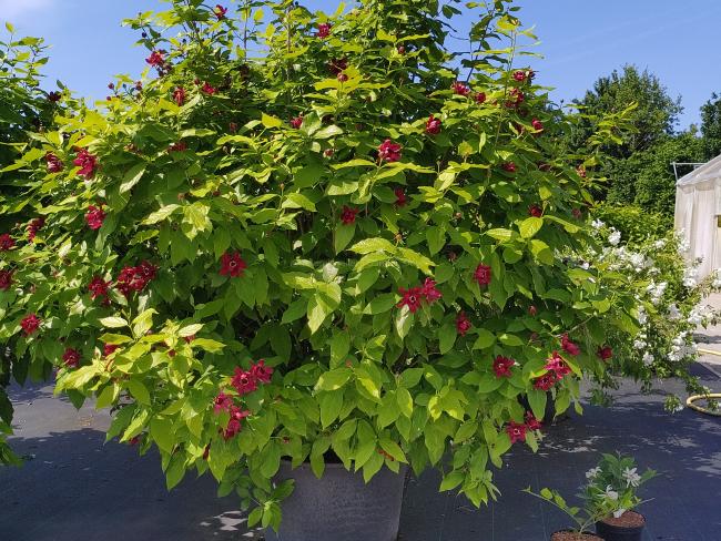 Calycanthus 'Aphrodite' ®