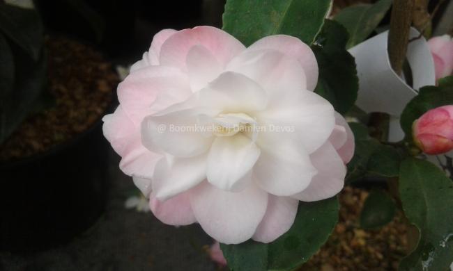 Camellia 'Cinnamon Cindy'