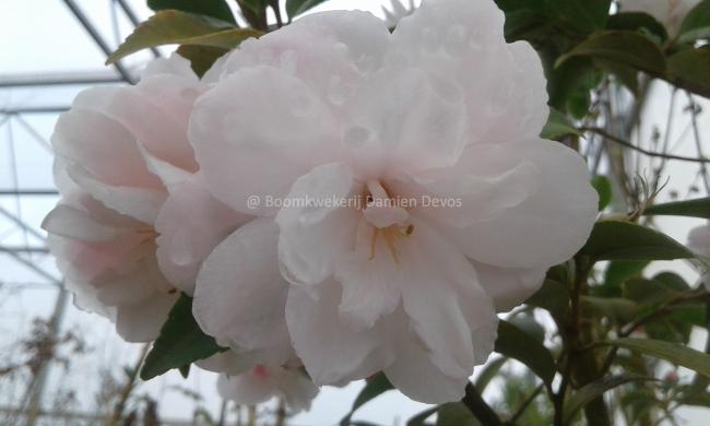 Camellia 'Cinnamon Cindy'