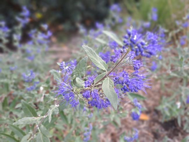 Caryopteris clandonensis 'Heavenly Blue'