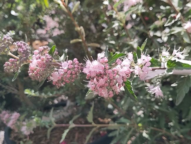 Caryopteris clandonensis 'Pink Perfection' ®
