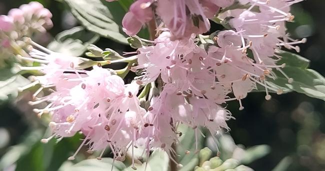 Caryopteris clandonensis 'Pink Perfection' ®