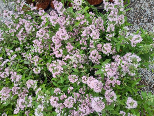 Caryopteris clandonensis 'Pink Perfection' ®