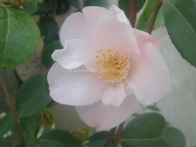 Camellia 'Cinnamon Scentsation'