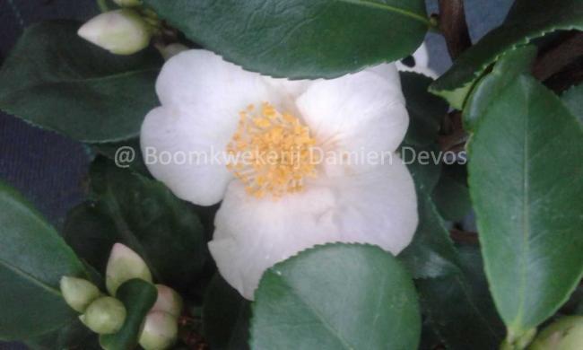 Camellia 'Cinnamon Scentsation'