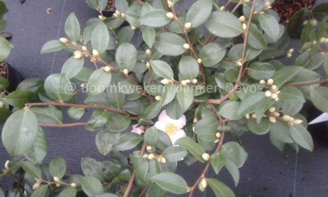 Camellia 'Cinnamon Scentsation'