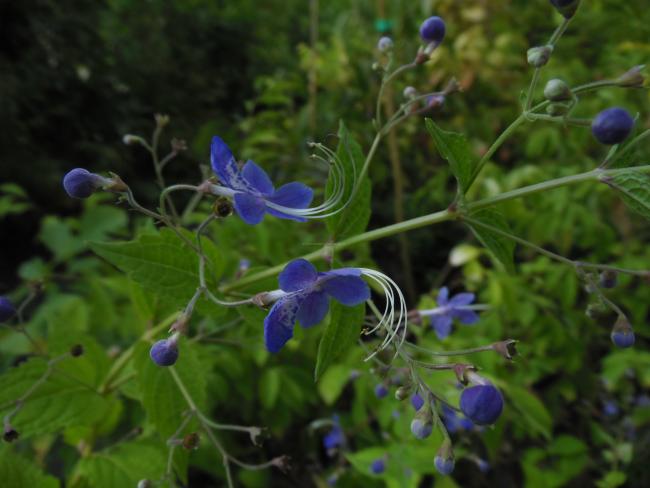 Caryopteris divaricata