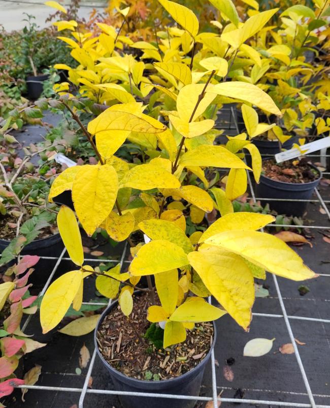 Calycanthus floridus 'Athens'