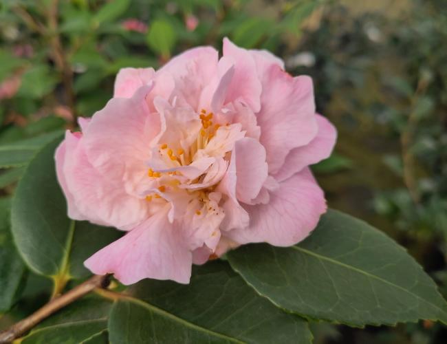 Camellia 'High Fragrance'