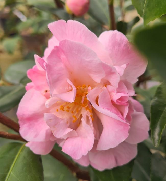 Camellia 'High Fragrance'