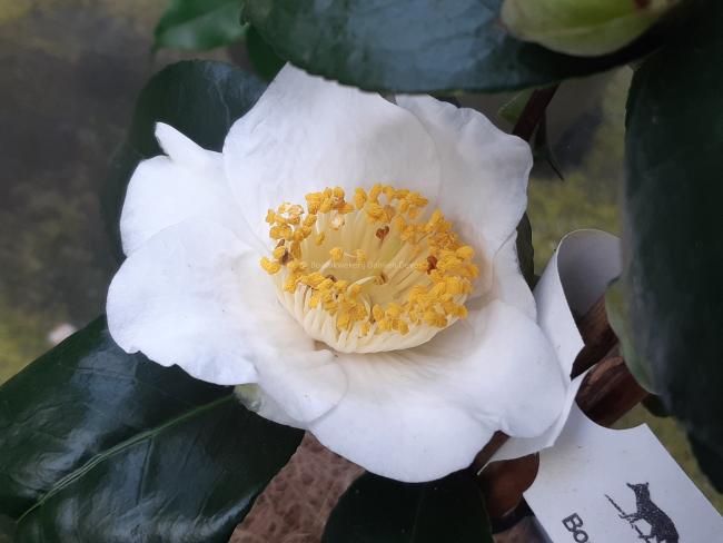 Camellia japonica 'Alba Simplex'