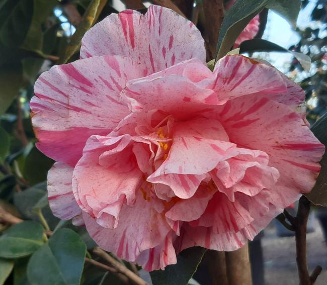 Camellia japonica 'Kick Off'