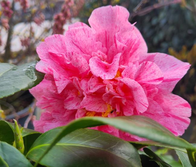 Camellia japonica 'Kick Off'