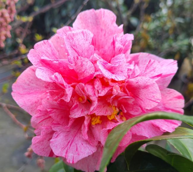 Camellia japonica 'Kick Off'