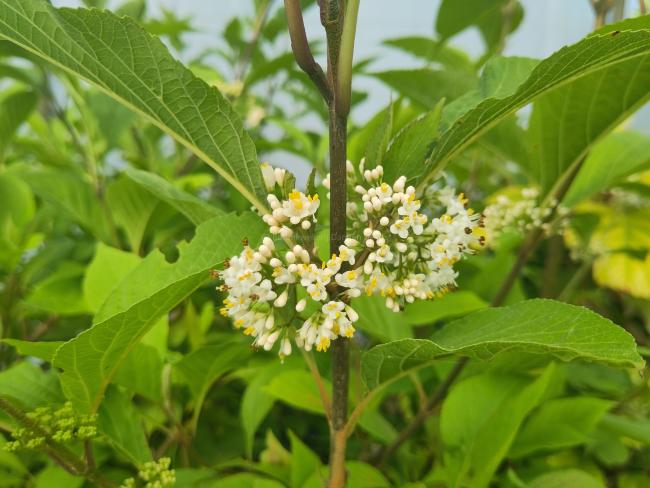 Callicarpa japonica var. luxurians