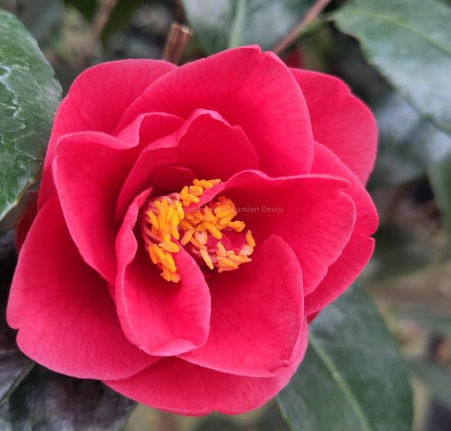 Camellia japonica 'Moshio'