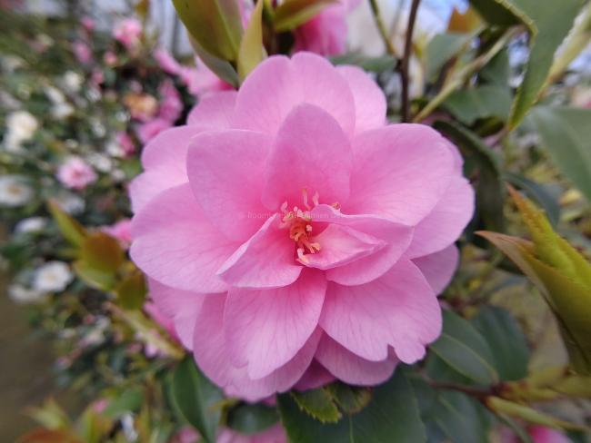 Camellia japonica 'Spring Festival'