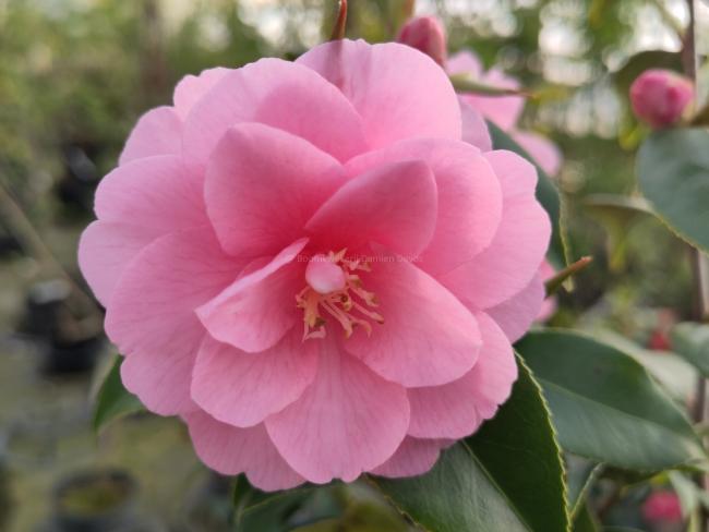 Camellia japonica 'Spring Festival'