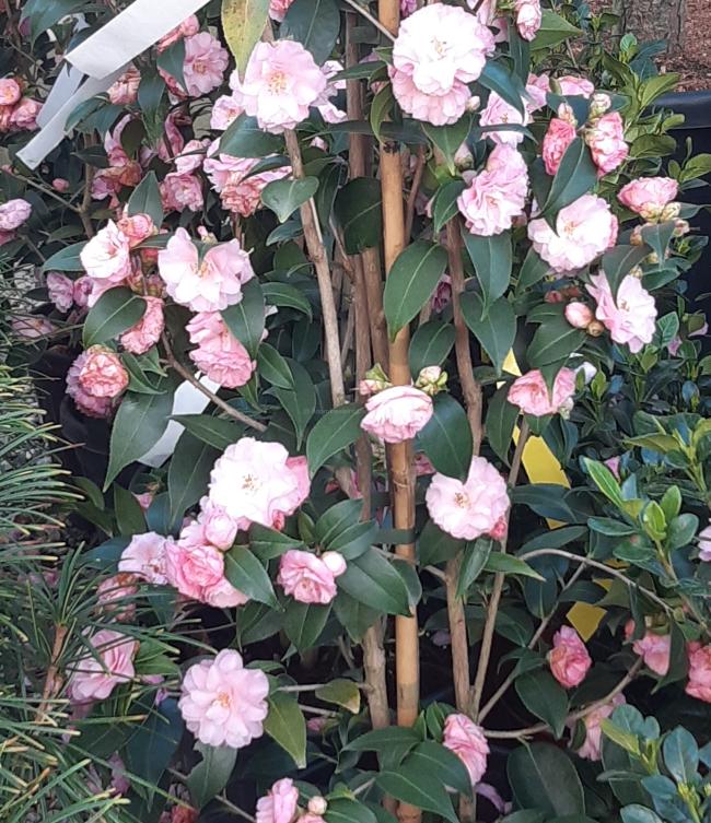 Camellia japonica 'Spring Festival'