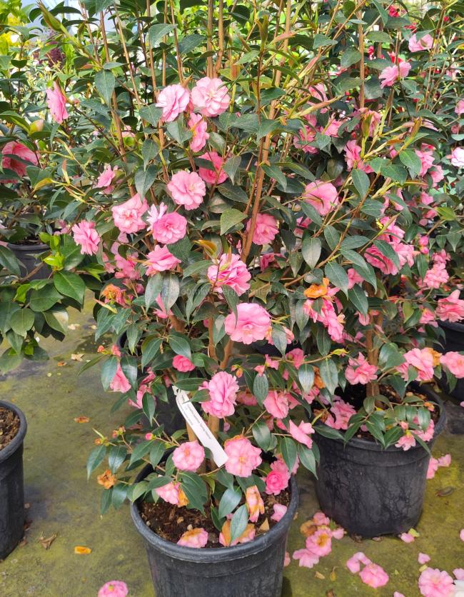 Camellia japonica 'Spring Festival'