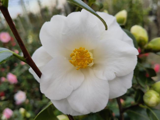 Camellia japonica 'Triphosa'