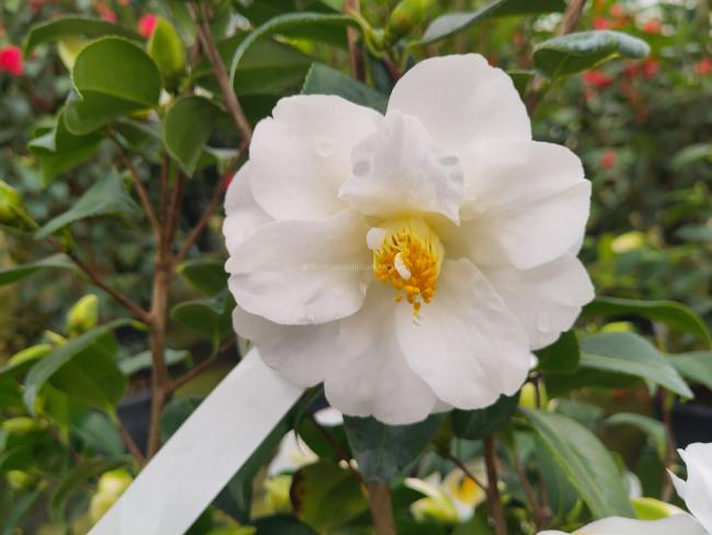 Camellia japonica 'Triphosa'