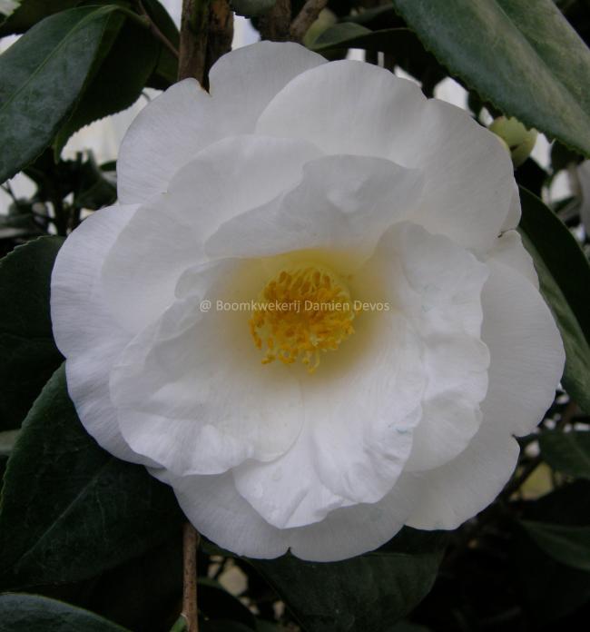 Camellia japonica 'White Nun'