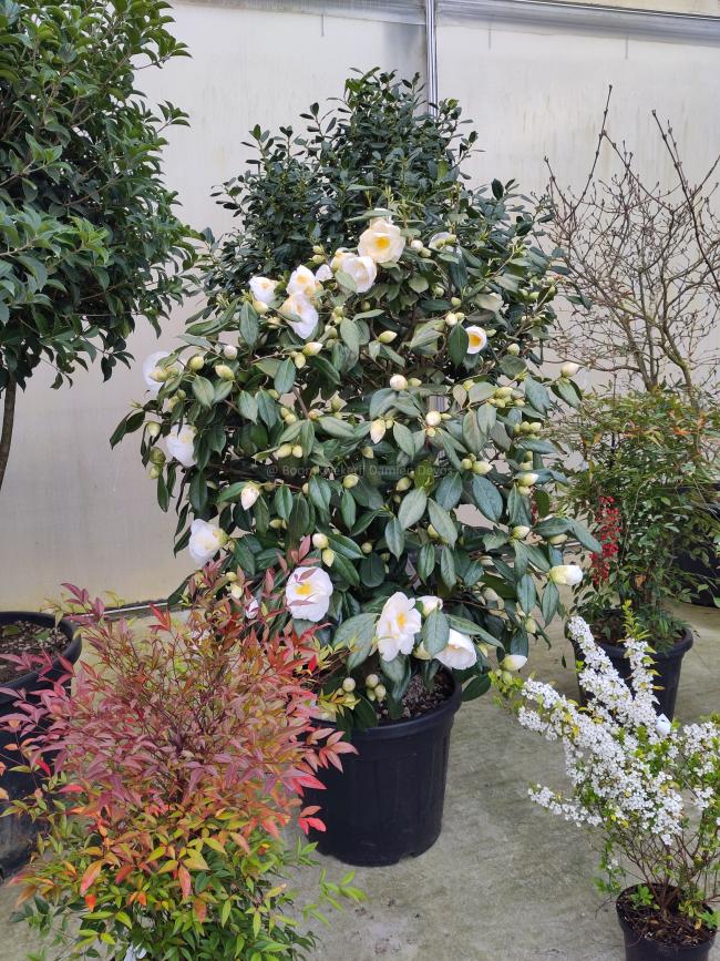 Camellia japonica 'White Nun'