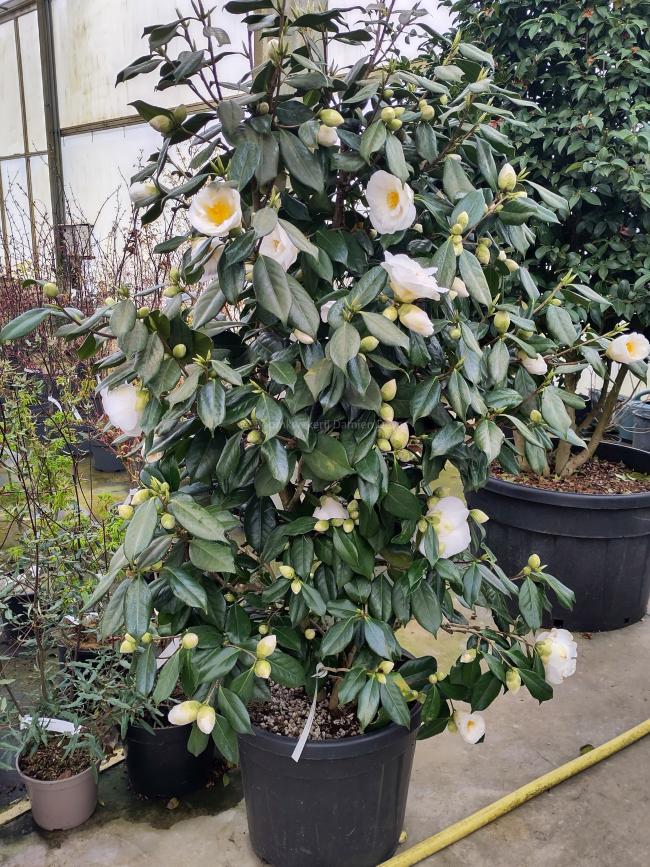 Camellia japonica 'White Nun'