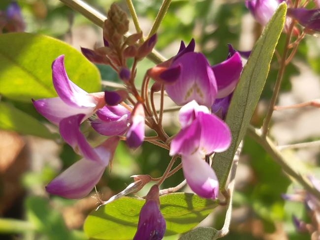 Campylotropis macrocarpa