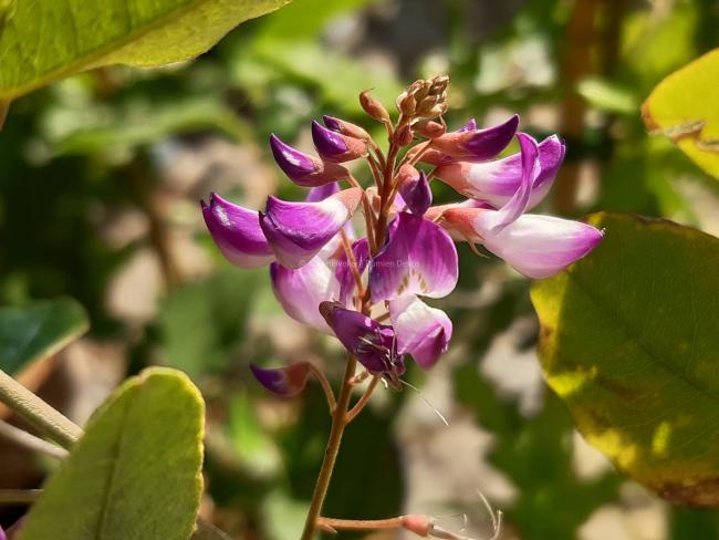 Campylotropis macrocarpa