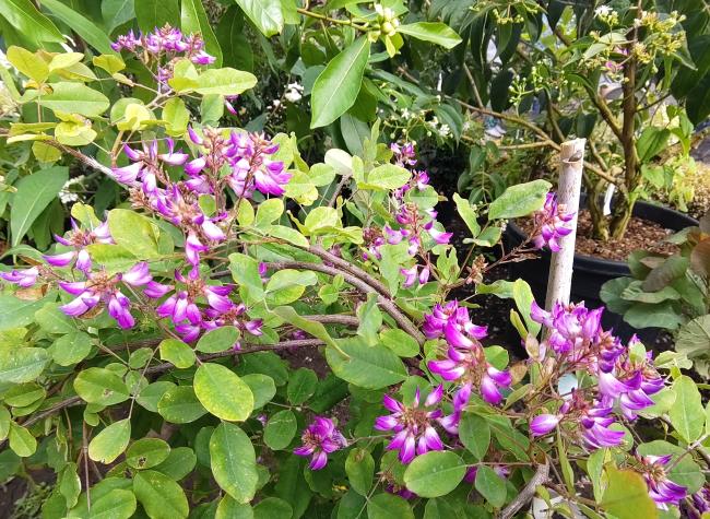 Campylotropis macrocarpa